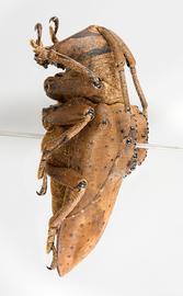  Hypselomus cristatus,  female specimen; © E.H. Nearns