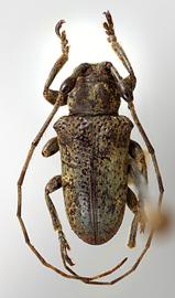  Iaquira viridis,  female specimen; © E.H. Nearns