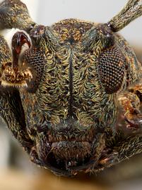  Iaquira viridis,  female specimen; © E.H. Nearns