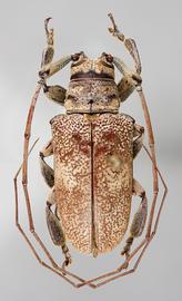  Ischioderes bahiensis,  male specimen; © E.H. Nearns