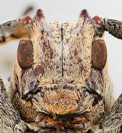  Ischioderes bahiensis,  male specimen; © E.H. Nearns