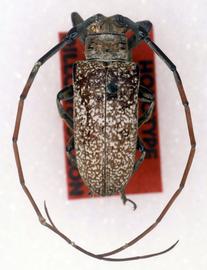  Ischioderes oncideroides,  male holotype specimen; © G.L. Tavakilian