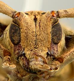  Ischiosioma albata,  female holotype specimen; © E.H. Nearns