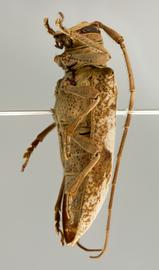  Ischiosioma albata,  female holotype specimen; © E.H. Nearns