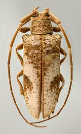  Ischiosioma albata,  female holotype specimen; © E.H. Nearns