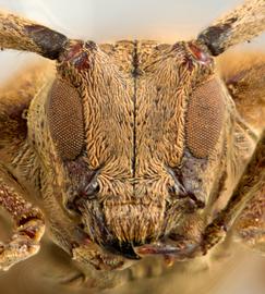  Ischiosioma obliquata,  female holotype specimen; © E.H. Nearns