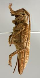  Ischiosioma obliquata,  female holotype specimen; © E.H. Nearns