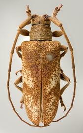  Ischiosioma obliquata,  female holotype specimen; © E.H. Nearns