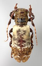  Lachaerus fascinus,  female specimen; © E.H. Nearns