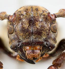  Lachaerus fascinus,  female specimen; © E.H. Nearns