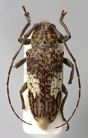  Lachnia subcincta,  female specimen; © E.H. Nearns