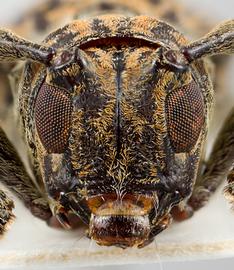  Lachnia subcincta,  female specimen; © E.H. Nearns