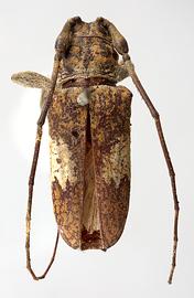  Lachnia subcincta , male type specimen; © E.H. Nearns