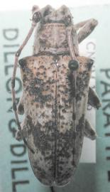  Lesbates carissima,  female paratype specimen; © E.H. Nearns