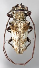  Lesbates acromii,  male specimen; © E.H. Nearns