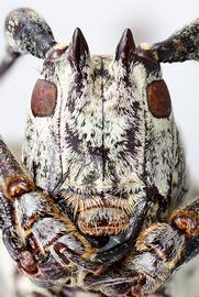  Lesbates acromii,  male specimen; © E.H. Nearns