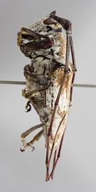  Lesbates acromii,  male specimen; © E.H. Nearns