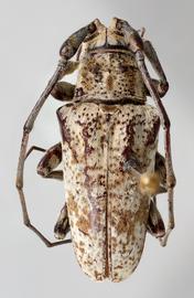  Lesbates milleri,  female holotype specimen; © E.H. Nearns