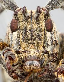  Lesbates milleri,  female holotype specimen; © E.H. Nearns