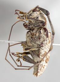  Lesbates milleri,  female holotype specimen; © E.H. Nearns