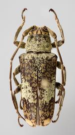  Leus ramuli,  female specimen; © E.H. Nearns