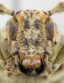  Leus ramuli,  female specimen; © E.H. Nearns