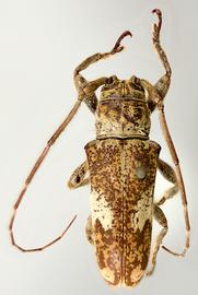  Leus ramuli,  male syntype specimen; © E.H. Nearns