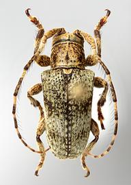  Lydipta conspersa,  female specimen; © E.H. Nearns