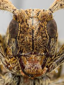  Lydipta conspersa,  female specimen; © E.H. Nearns