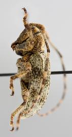  Lydipta conspersa,  female specimen; © E.H. Nearns