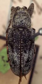  Lydipta pumilio,  type specimen; © G.L. Tavakilian