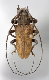  Marensis simplex,  male specimen; © E.H. Nearns