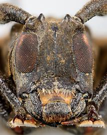  Marensis simplex,  male specimen; © E.H. Nearns