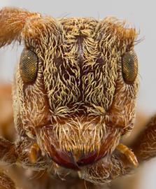  Microcanus minor,  male type specimen; © E.H. Nearns