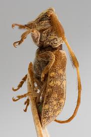  Microcanus minor,  male type specimen; © E.H. Nearns