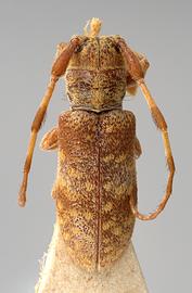 Microcanus minor,  male type specimen; © E.H. Nearns