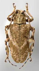  Midamiella hecabe,  female specimen; © E.H. Nearns