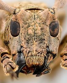  Midamiella hecabe,  female specimen; © E.H. Nearns