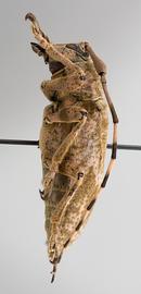  Midamiella hecabe,  female specimen; © E.H. Nearns