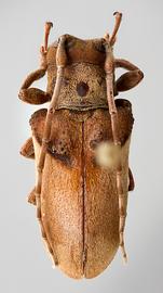  Monneoncideres cristata,  female holotype specimen; © E.H. Nearns