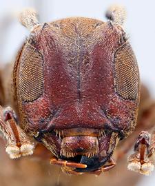  Monneoncideres cristata,  female holotype specimen; © E.H. Nearns