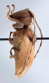  Monneoncideres cristata,  female holotype specimen; © E.H. Nearns