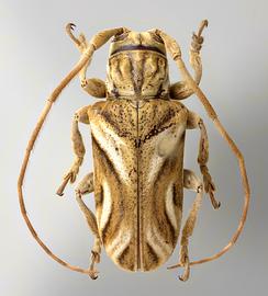  Neocherentes dilloniorium,  female specimen; © E.H. Nearns