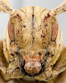  Neocherentes dilloniorium,  female specimen; © E.H. Nearns