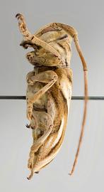  Neocherentes dilloniorium,  female specimen; © E.H. Nearns