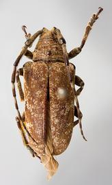  Neodillonia waltersi,  female holotype specimen; © E.H. Nearns