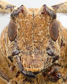  Neodillonia waltersi,  female holotype specimen; © E.H. Nearns