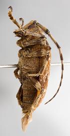  Neodillonia waltersi,  female holotype specimen; © E.H. Nearns