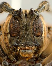  Neohylus alexandrei,  male holotype specimen; © E.H. Nearns
