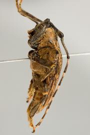  Neohylus alexandrei,  male holotype specimen; © E.H. Nearns